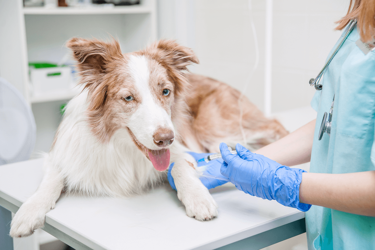 Tyro Enters Pet Insurance Payments